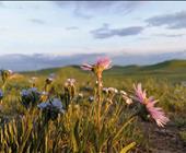 【乌蒙情】古北水镇∣承德 避暑山庄∣木兰围场（坝上）乌兰布统 ∣锡林郭勒 多伦草原·纯玩双高5日游