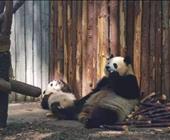 渝见蜀都双飞六日游成都游|成都去哪里好玩|重庆游武隆|熊猫基地