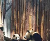 成都重庆连线|重庆武隆天坑|重庆火锅|成都特产小吃|成都和重庆六天怎么玩|成都重庆的旅游攻略