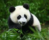 济南野生动物园一日游济宁出发到野生动物园的门票价格地址济南野生动物园旅游攻略