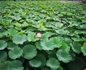 大运河游船 济宁人家门口的古镇 济宁人游济宁赏大运河古韵、品南阳岛风情千年大运河风光纯玩一日游