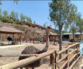 山东哪里的野生动物园好  济宁附近的动物园 临沂宝山前野生动物园一日游