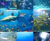 济宁到聊城的线路  海底世界+东昌湖+江北水城一日游