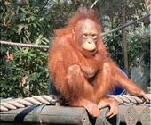 济南或者济宁起止自由长隆 广州长隆+珠海长隆两大园区?双飞四日游亲子?纯玩?自由豪华型五钻酒店不挪窝