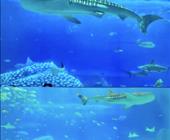 长隆探索家 广州长隆+珠海长隆+广州市区纯玩五日游 销售冠军  亲子纯玩